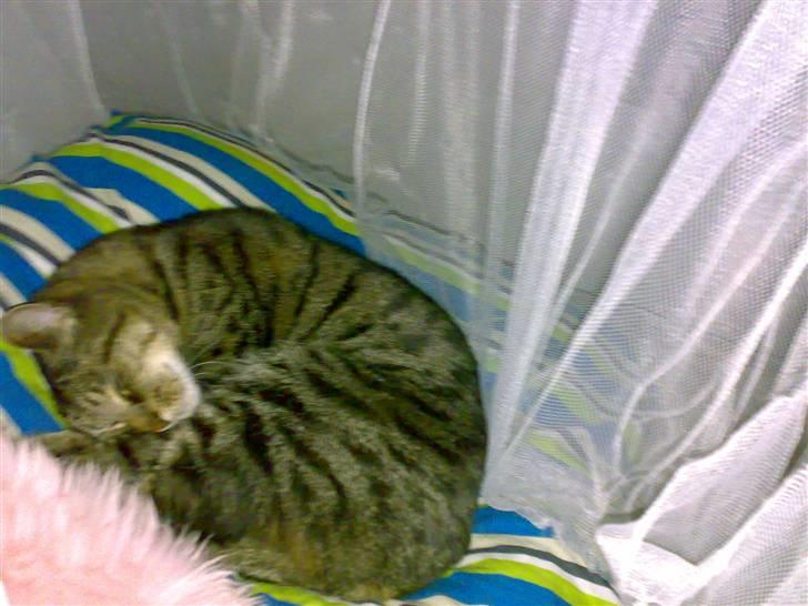 Huskat Magnus/Missen<3 - Hygge-Missen billede 19