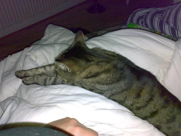 Huskat Magnus/Missen<3 - Laaaaang Mis billede 20