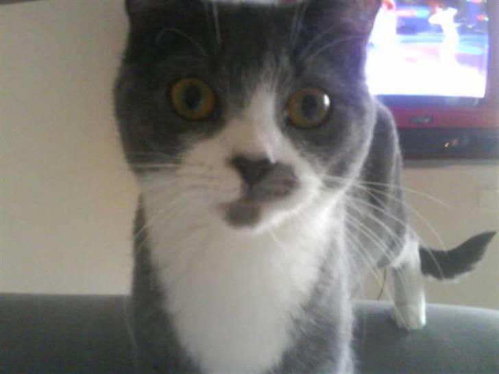 Huskat Knirke billede 6