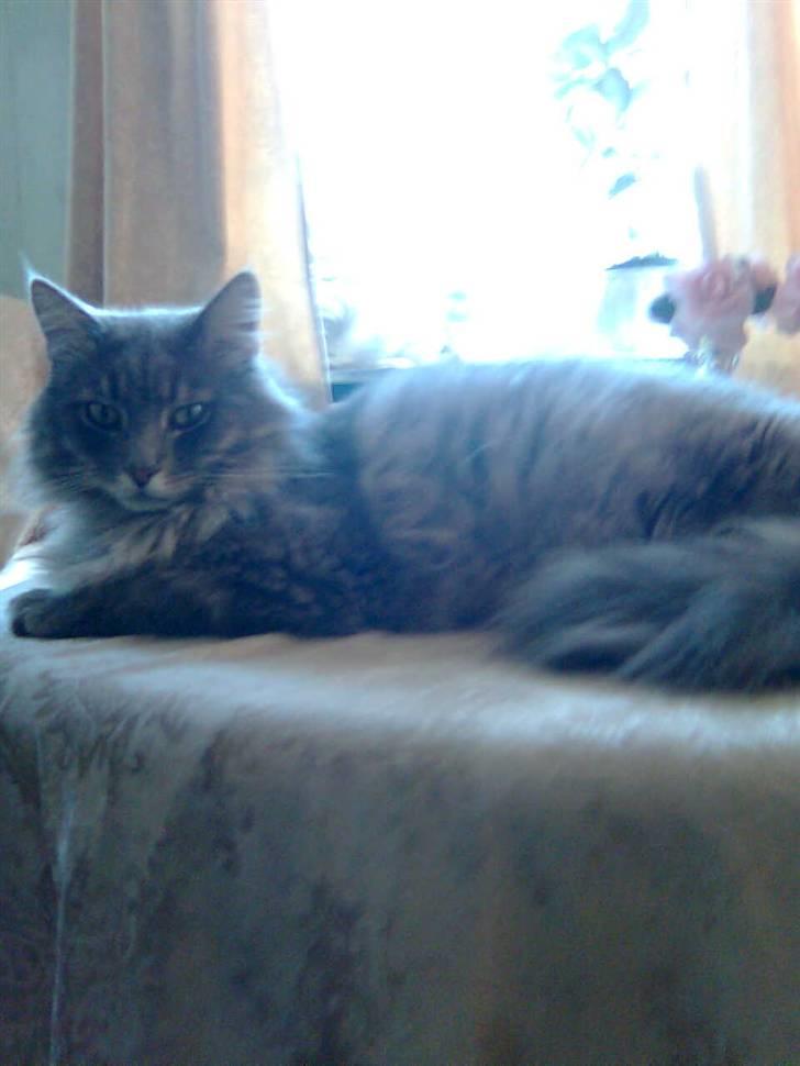 Maine Coon Pjuske the king billede 13