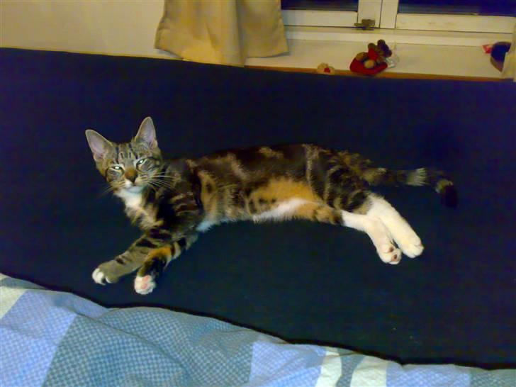 Blanding af racer Tiki billede 15