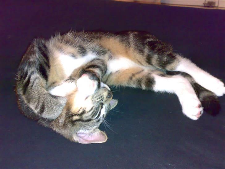 Blanding af racer Tiki billede 16