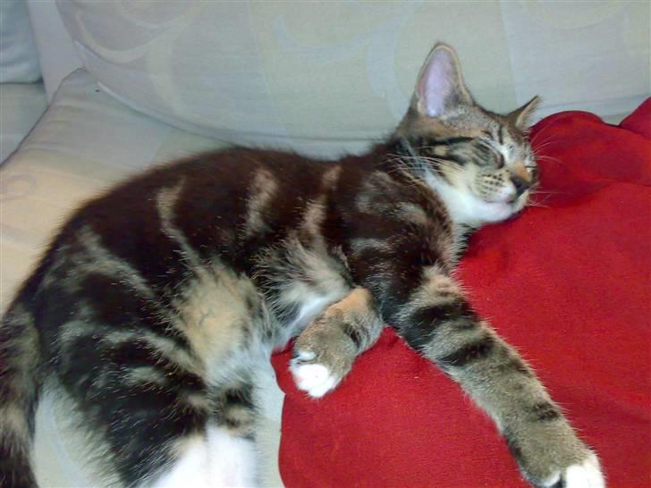 Blanding af racer Tiki billede 17