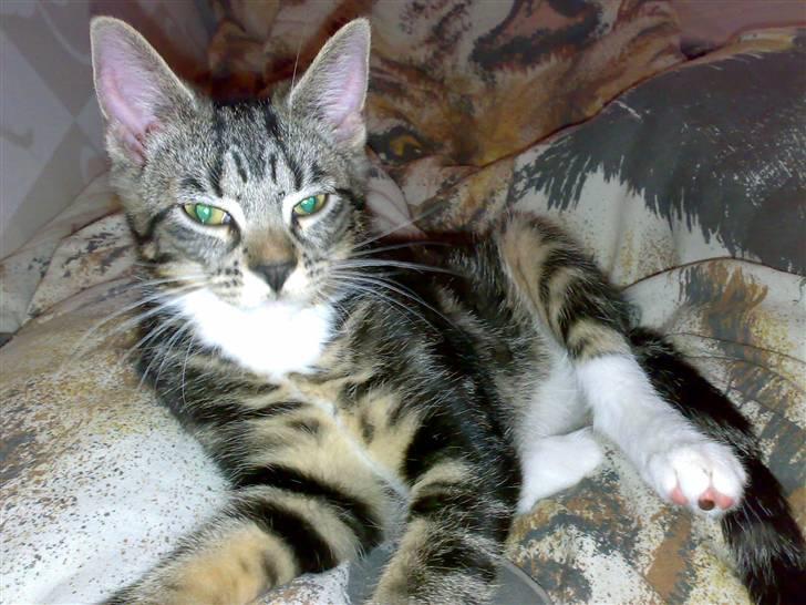 Blanding af racer Tiki billede 18