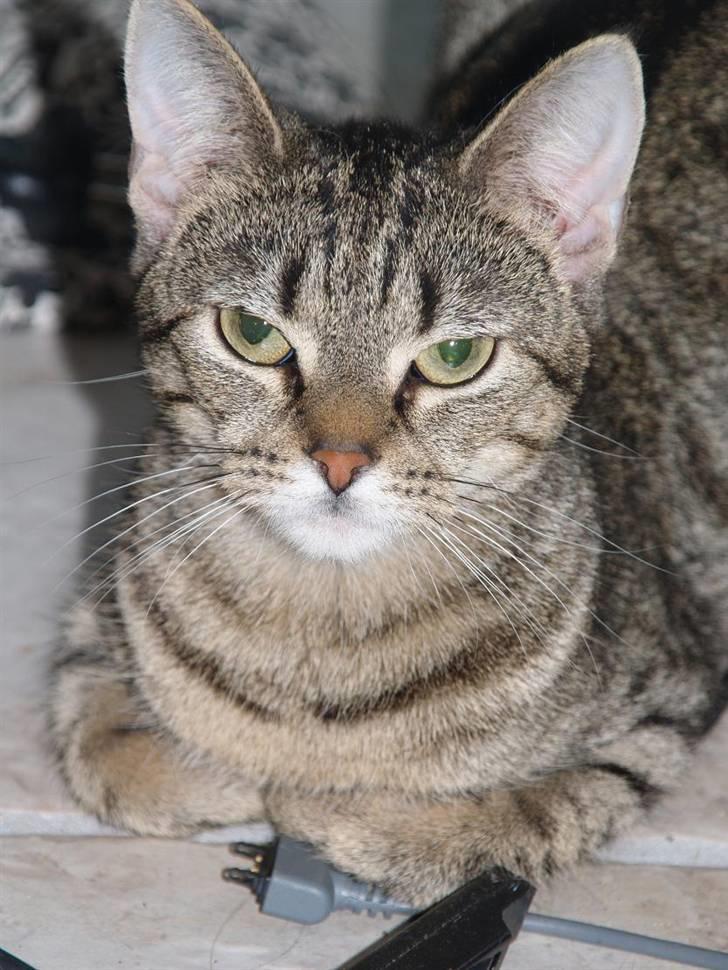 Huskat Miw billede 16