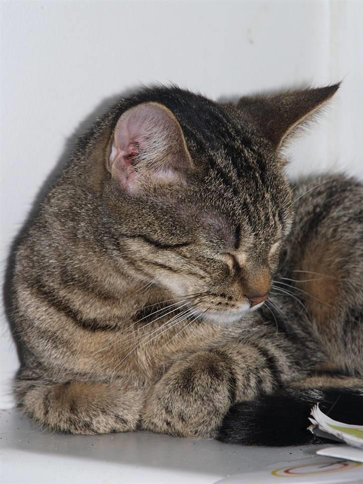 Huskat Miw billede 17