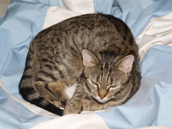 Huskat Miw billede 18