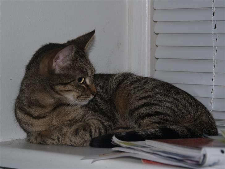 Huskat Miw billede 19