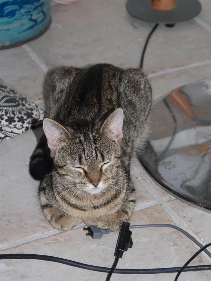 Huskat Miw billede 20