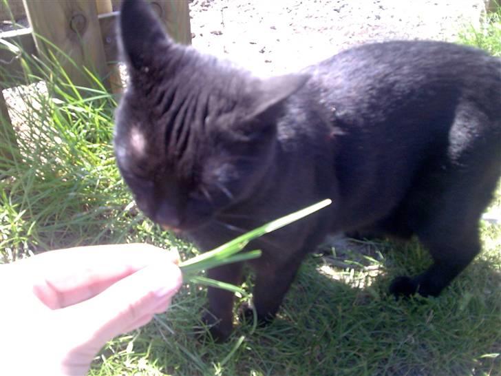 Huskat Pjevsen billede 1