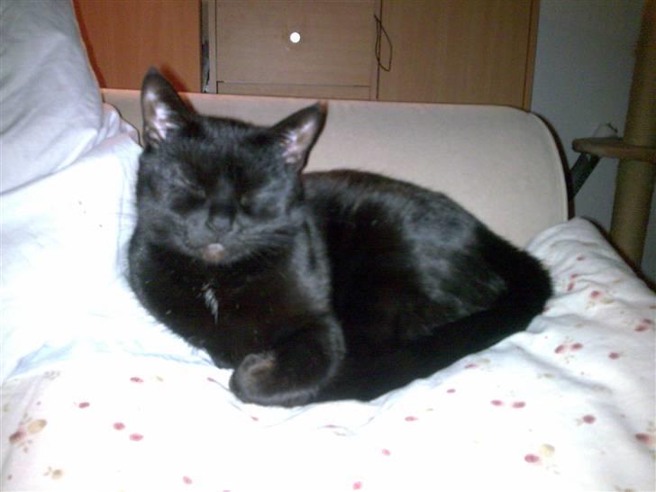 Huskat Pjevsen billede 2