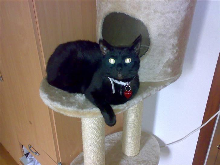 Huskat Pjevsen billede 3