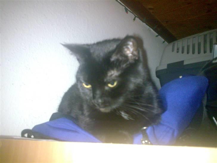 Huskat Pjevsen billede 4