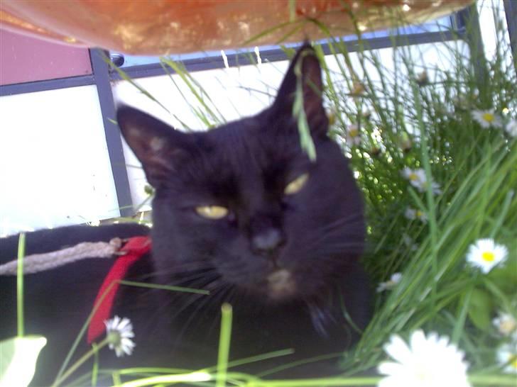 Huskat Pjevsen billede 5