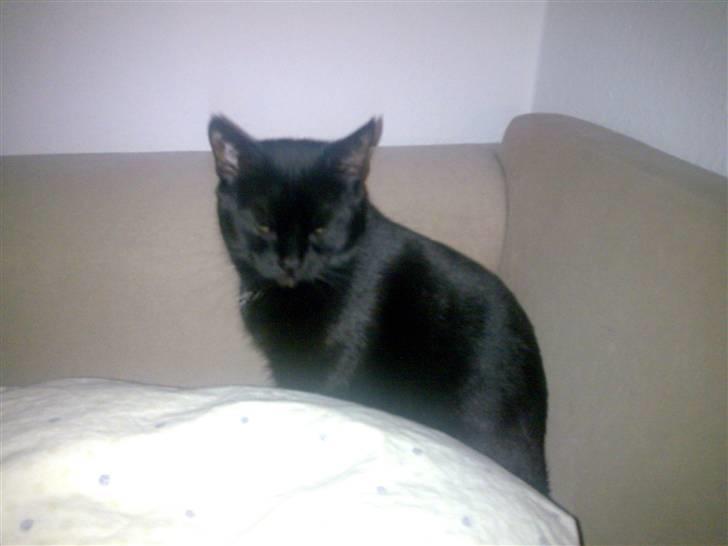 Huskat Pjevsen billede 6