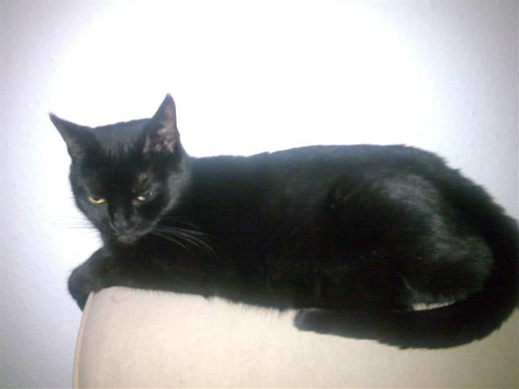 Huskat Pjevsen billede 7