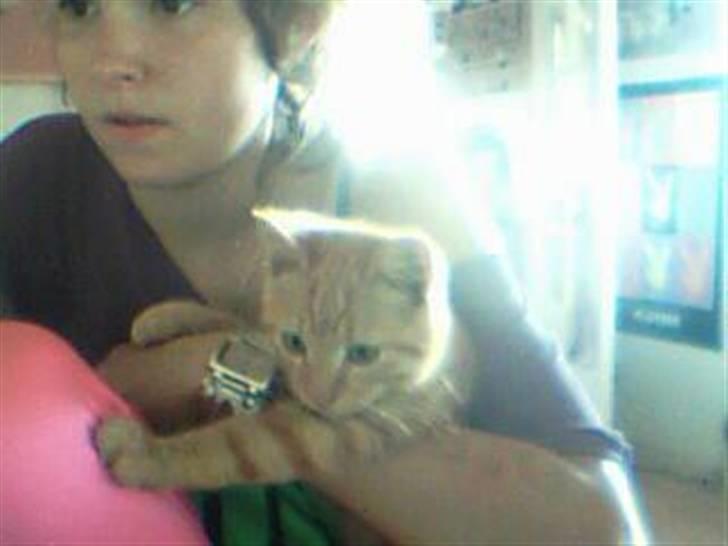 Huskat Buster billede 1