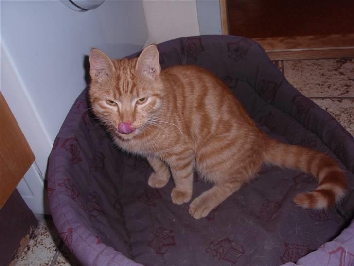 Huskat Buster billede 2