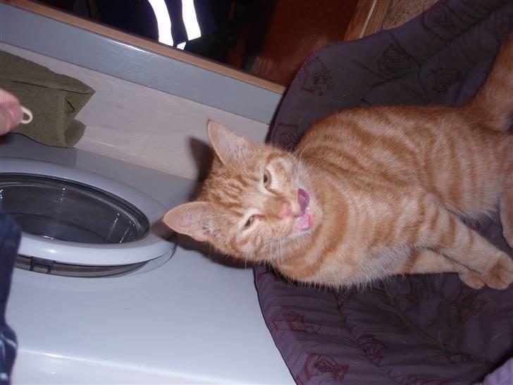 Huskat Buster billede 3