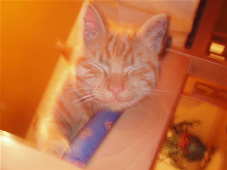 Huskat Buster billede 4