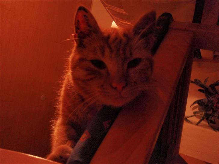 Huskat Buster billede 5