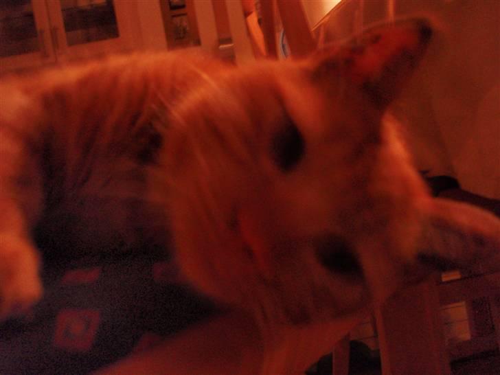 Huskat Buster billede 6