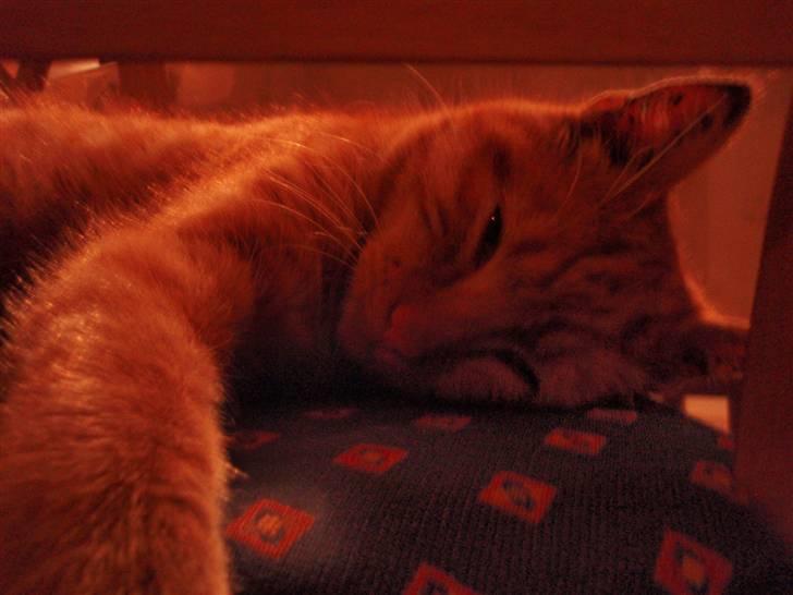 Huskat Buster billede 7