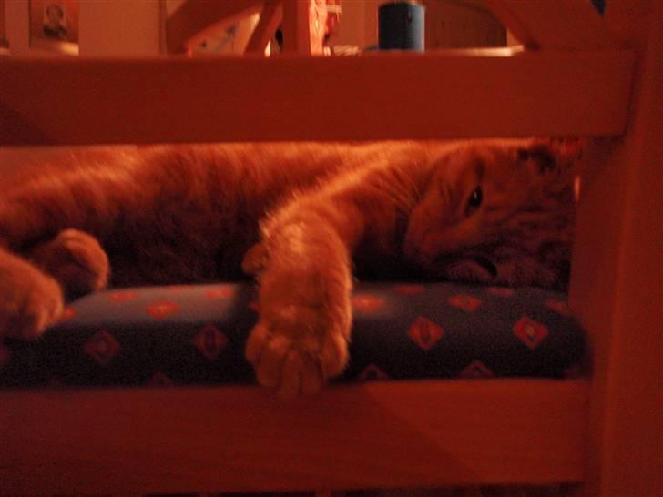 Huskat Buster billede 8