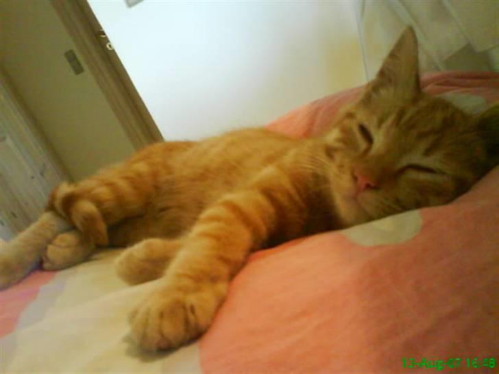 Huskat Buster billede 9