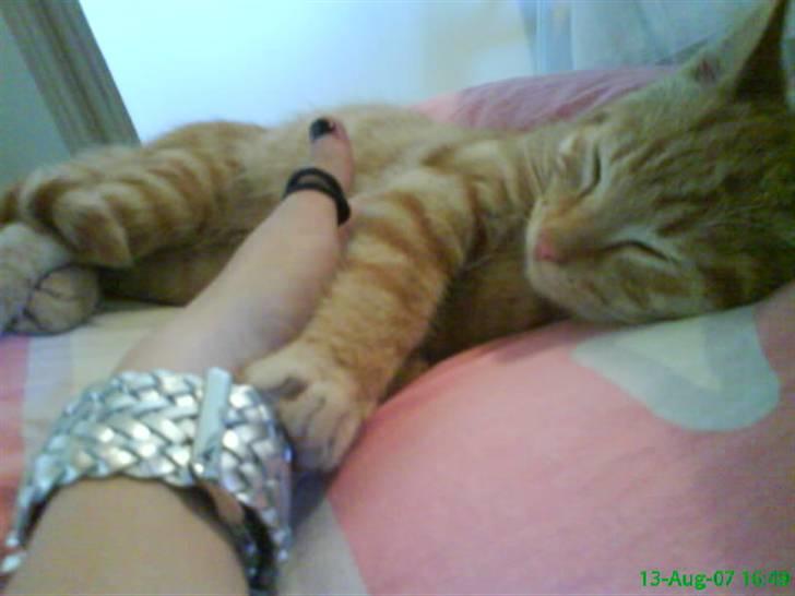 Huskat Buster billede 10