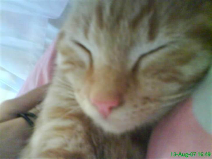 Huskat Buster billede 11