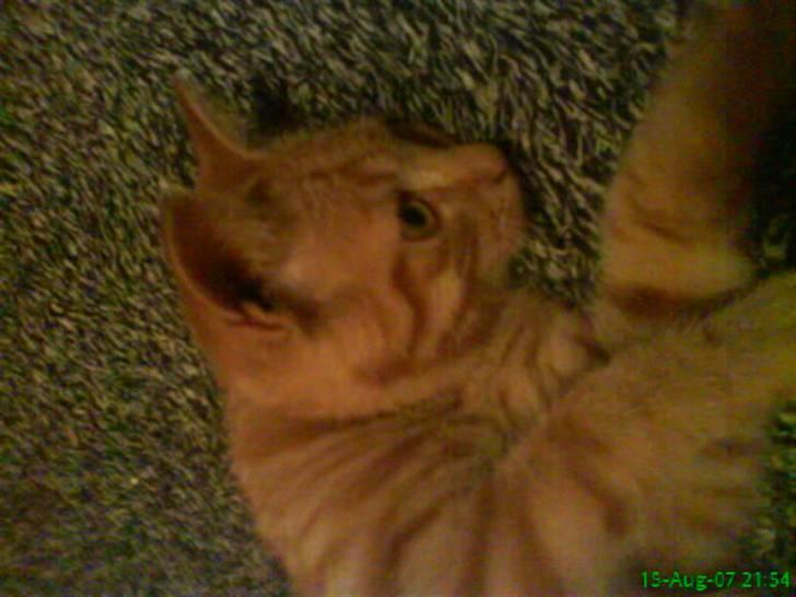 Huskat Buster billede 12