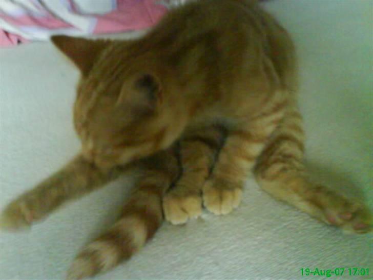 Huskat Buster billede 13