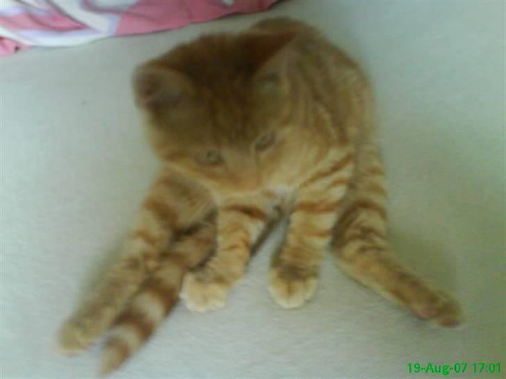 Huskat Buster billede 14