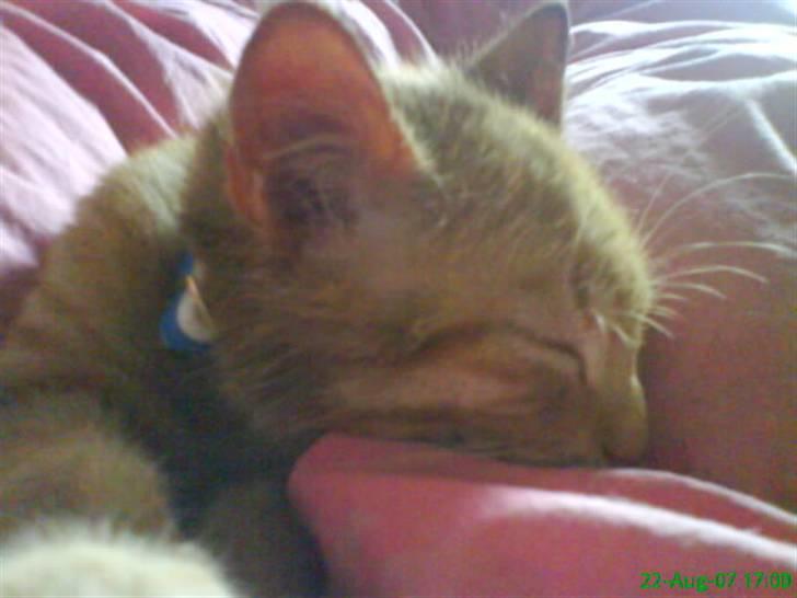 Huskat Buster billede 15