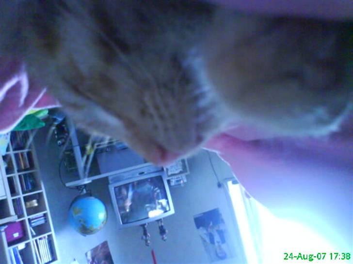 Huskat Buster billede 16