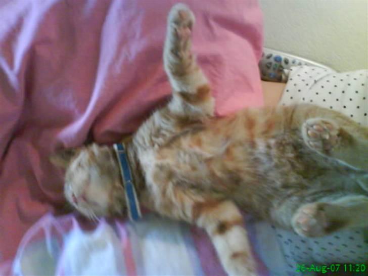 Huskat Buster billede 17