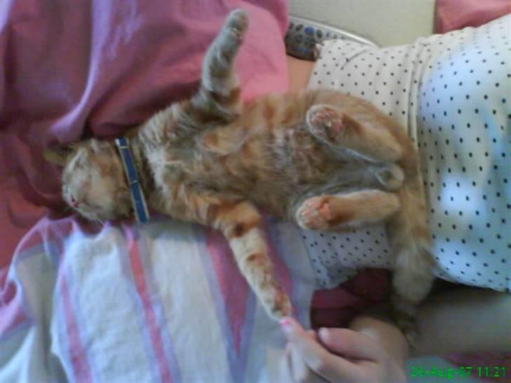 Huskat Buster billede 18