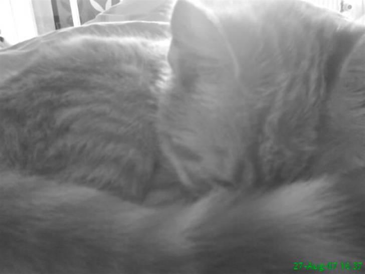 Huskat Buster billede 19