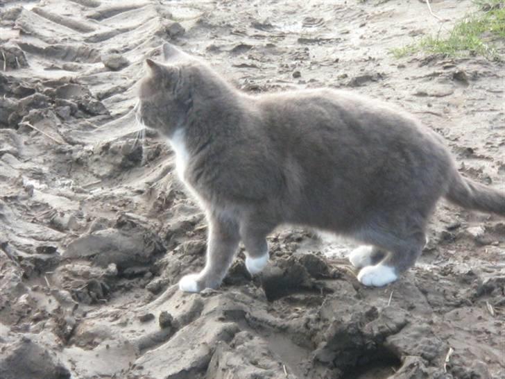 Huskat Skønne Frønne - eih ? billede 13