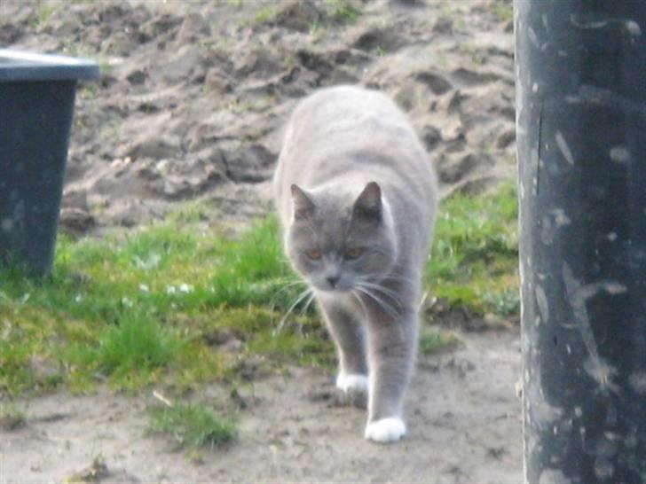 Huskat Skønne Frønne billede 14