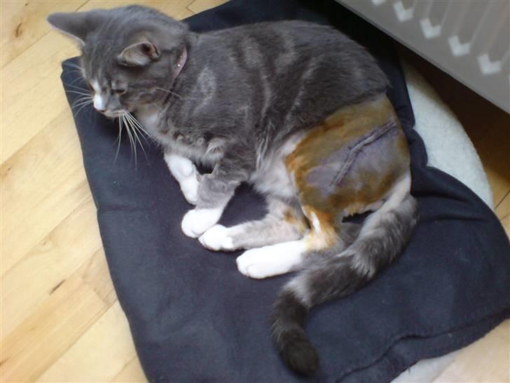 Blanding af racer Mugge - Mugge som lige er kommet hjem igen efter indlæggelsen. billede 15