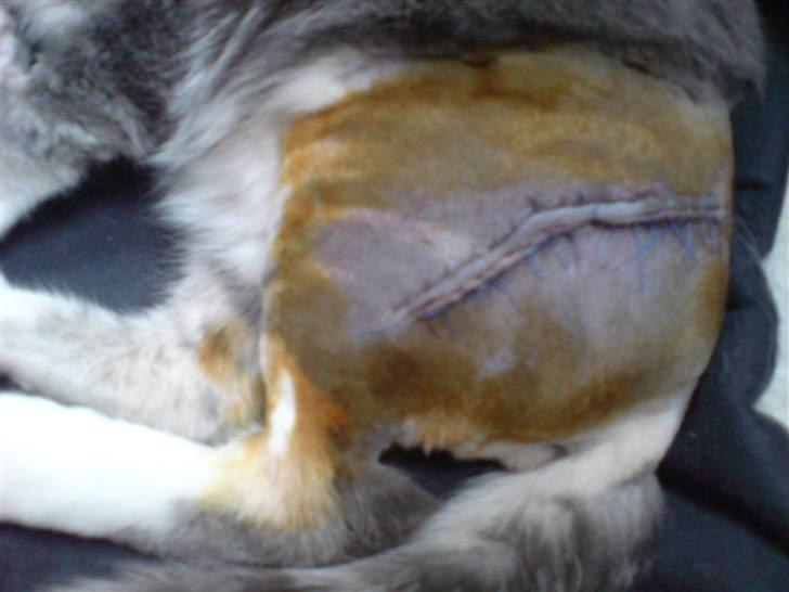 Blanding af racer Mugge - Mugges store "ar/sår" Stakkels lille mis! billede 16