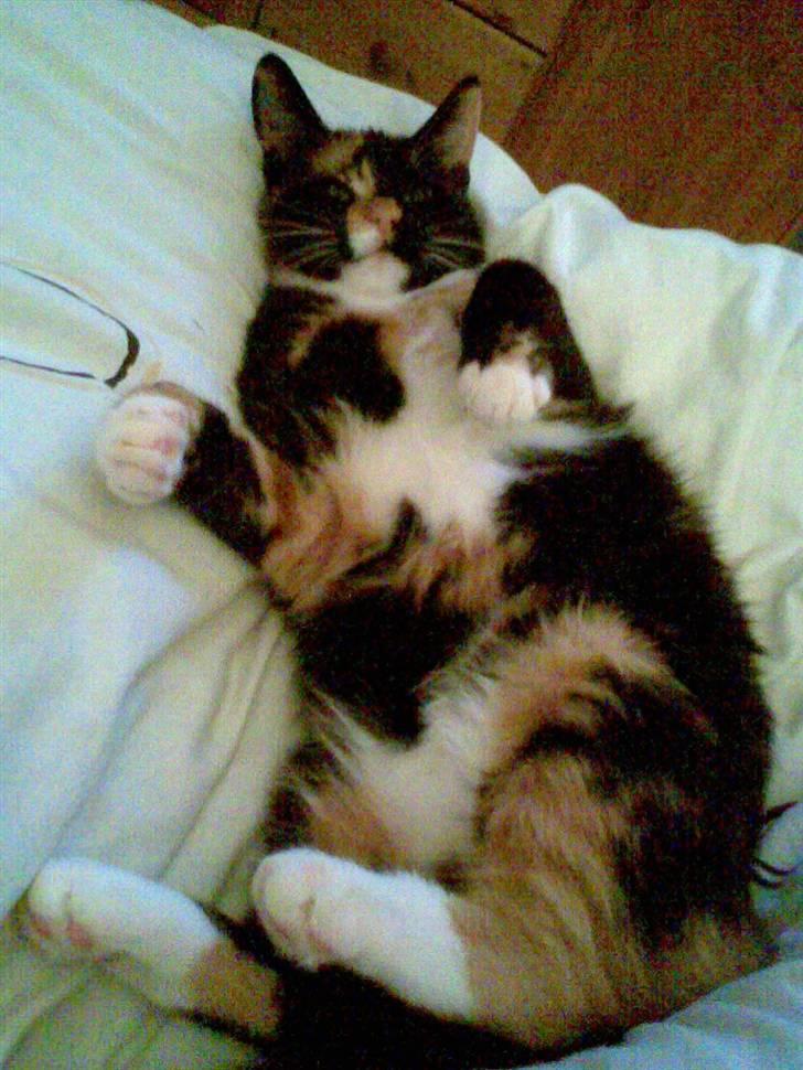 Huskat Belle - nyeste billed af den lille bandit :)  billede 15