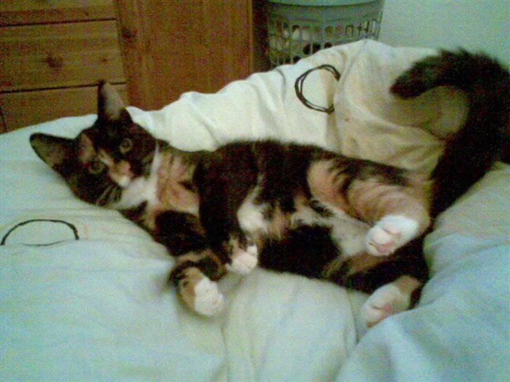 Huskat Belle - også nyeste billed :) billede 16