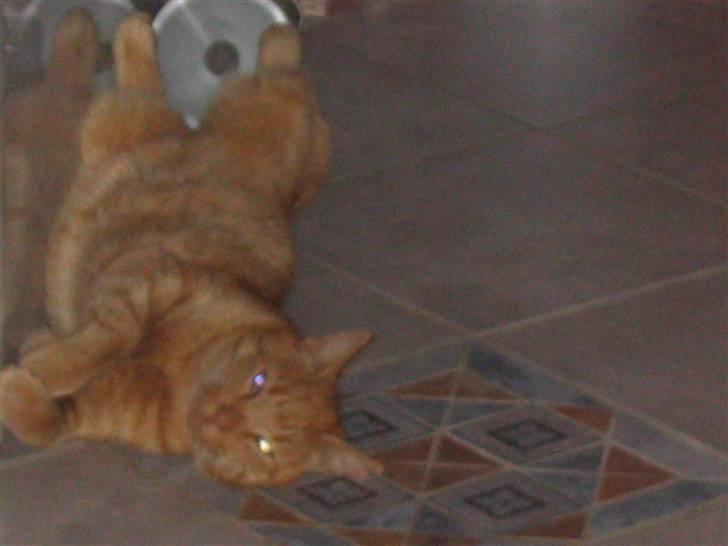 Huskat Mikkel (R.I.P) - Endnu en gang tager jeg en lille lur, hvor jeg ser ud som om, jeg er faldet ned billede 1