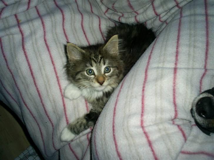 Blanding af racer Fiona billede 1