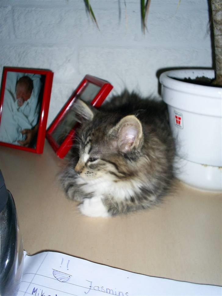 Blanding af racer Fiona billede 2