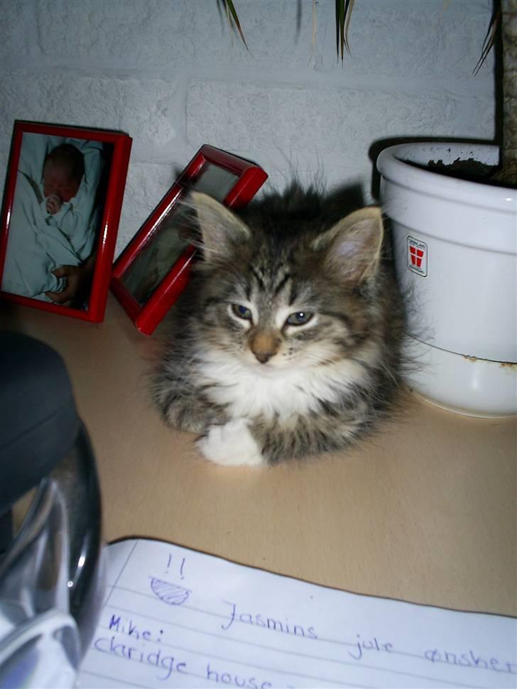 Blanding af racer Fiona billede 3