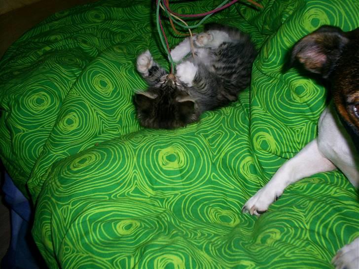 Blanding af racer Fiona billede 4